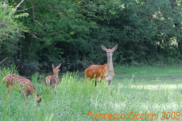 Tenerezze di mamma cervo